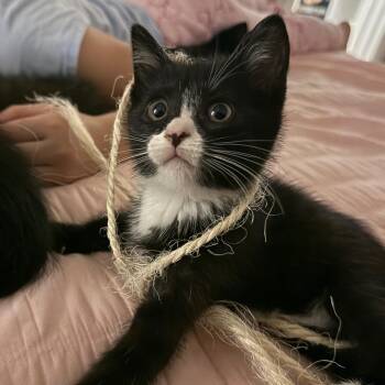 Fice-T -  Domestic Short Hair Cat for Adoption in Columbia, Missouri - Fice-T | PetCurious