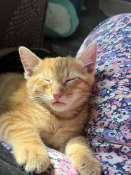 Talon -  Tabby and Domestic Short Hair Cat Available for Adoption in Richardson, Texas - Talon | PetCurious