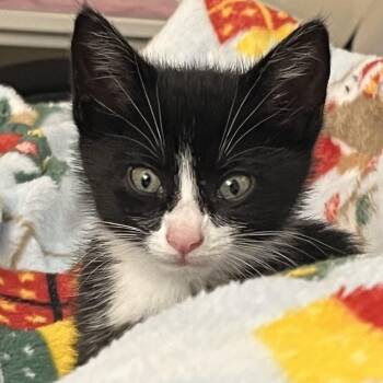 Zoro -  Domestic Short Hair and Tuxedo Cat for Adoption in Germansville, Pennsylvania - Zoro | PetCurious