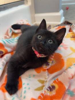 Otter -  Domestic Short Hair Cat Available for Adoption in Garner, North Carolina - Otter | PetCurious