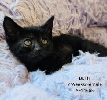 Beth -  Domestic Short Hair Cat for Adoption - Beth | PetCurious