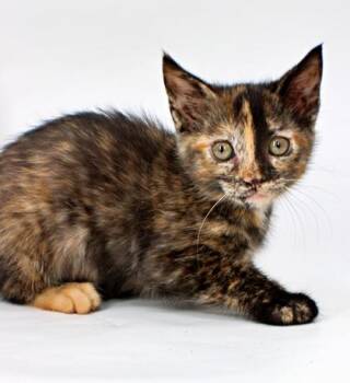 Wanda -  Domestic Medium Hair and Domestic Short Hair Cat for Adoption in Morton Grove, Illinois - Wanda | PetCurious