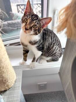 Rescue Domestic Short Hair Cats for Adoption in Calgary, Alberta - Jolteon | PetCurious