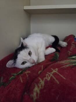 Rescue Domestic Short Hair Cats for Adoption in Brookings, South Dakota - Sleepy Hollow | PetCurious