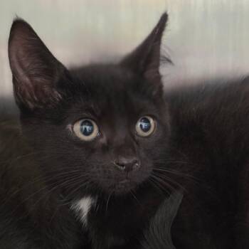Domestic Short Hair Cats Available for Adoption in Muncie, Indiana - Papaya | PetCurious