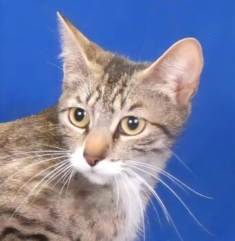 PIPPI -  Domestic Short Hair Cat for Adoption in Pasadena, California - PIPPI | PetCurious