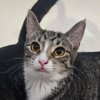 Brittany -  Domestic Short Hair Cat for Adoption in Santa Ana, California - Brittany | PetCurious