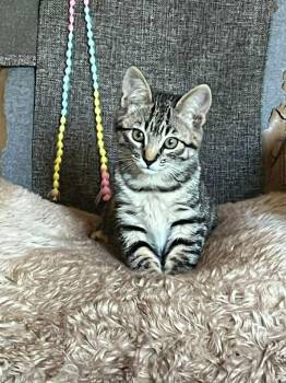 Parrot -  Tabby Cat for Adoption in St. George, Utah - Parrot | PetCurious