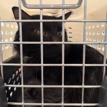 Domestic Long Hair Cats Available for Adoption - Sista | PetCurious