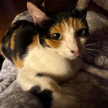 Lovey -  Domestic Short Hair Cat for Adoption in Lake Jackson, Texas - Lovey | PetCurious
