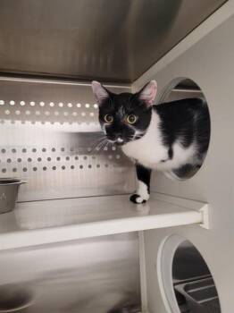 WILLOW -  Domestic Short Hair Cat Available for Adoption in St. Peters, Missouri - WILLOW | PetCurious
