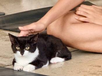 Harvey -  Domestic Short Hair Cat for Adoption in New York, New York - Harvey | PetCurious