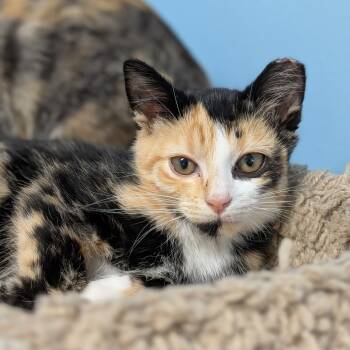 Rescue Domestic Short Hair Cats for Adoption in Milford, Iowa - Bloom | PetCurious