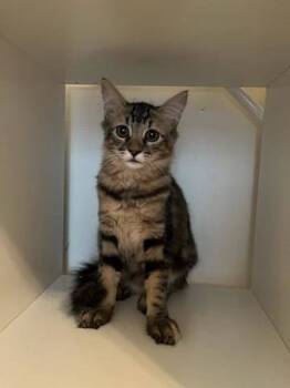 Rescue Domestic Medium Hair Cats for Adoption in Naples, Florida - Floor | PetCurious