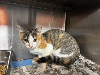 Mable -  Domestic Short Hair Cat for Adoption in Shelbyville, Tennessee - Mable | PetCurious