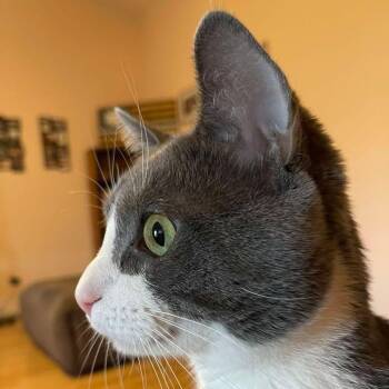 Domestic Short Hair Cats Available for Adoption in Vine Grove, Kentucky - Thaddeus ***Urgent*** | PetCurious