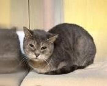 Juniper & Clawdia -  Domestic Short Hair Cat for Adoption in Cobourg, Ontario - Juniper & Clawdia | PetCurious