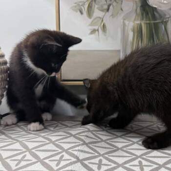 Lil Roo -  Domestic Short Hair Cat for Adoption in Chattanooga, Tennessee - Lil Roo | PetCurious