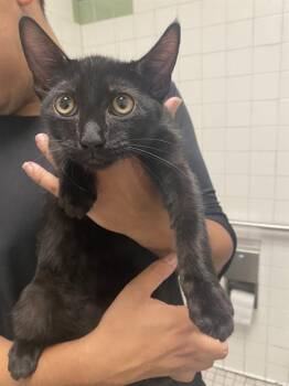 JUNIMO -  Domestic Short Hair Cat for Adoption in Dallas, Texas - JUNIMO | PetCurious