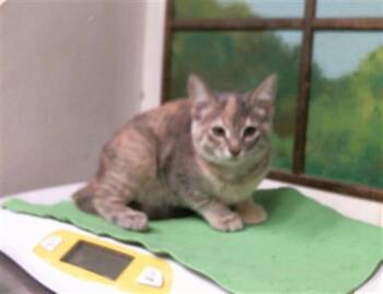 PRETTY -  Domestic Short Hair Cat for Adoption in Houston, Texas - PRETTY | PetCurious