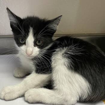 Domestic Short Hair Cats Available for Adoption in San Antonio, Texas - West | PetCurious