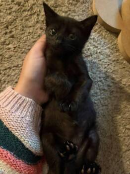 Lady Osbourne -  Domestic Short Hair Cat for Adoption in St. Cloud, Florida - Lady Osbourne | PetCurious