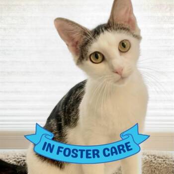 DAISY -  Domestic Short Hair Cat for Adoption in Tallahassee, Florida - DAISY | PetCurious