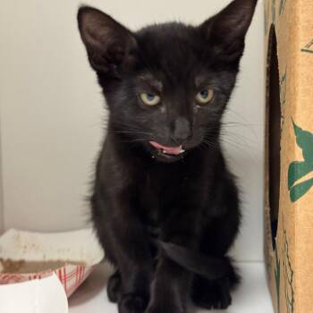 Backgammon -  Domestic Short Hair Cat for Adoption in Reno, Nevada - Backgammon | PetCurious