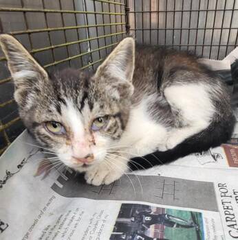 CHEVY -  Domestic Short Hair Cat for Adoption in San Antonio, Texas - CHEVY | PetCurious