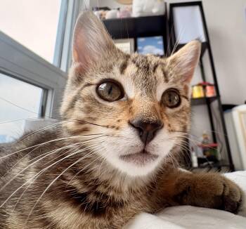 Leia (bonded with Lesia) -  Tabby and Domestic Short Hair Cat for Adoption in Vaughan, Ontario - Leia (bonded With Lesia) | PetCurious