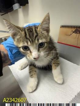 CRANE -  Domestic Short Hair Cat for Adoption in West Palm Beach, Florida - CRANE | PetCurious