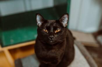 Rescue Domestic Short Hair Cats for Adoption in Le Mars, Iowa - Coco | PetCurious