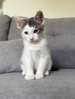 Domestic Short Hair Cats Available for Adoption in New York, New York - Bamm Bamm | PetCurious