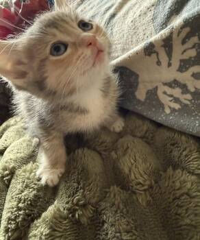 Tune -  Domestic Short Hair Cat for Adoption in Wheaton, Illinois - Tune | PetCurious