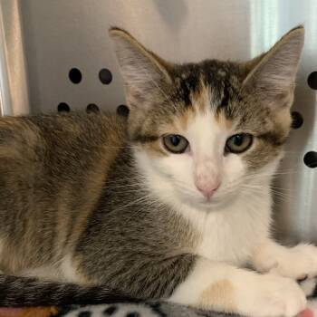 Rescue Domestic Short Hair Cats for Adoption in Washburn, Missouri - Connie | PetCurious