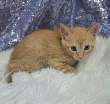 Eos -  Domestic Short Hair Cat Available for Adoption in Clarkesville, Georgia - Eos | PetCurious