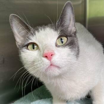 American Shorthair Cats Available for Adoption - Villa | PetCurious