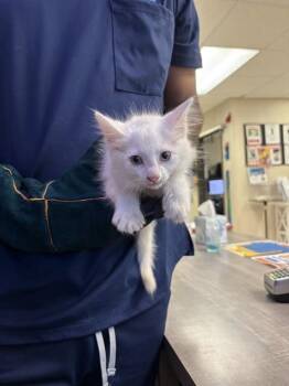 Domestic Long Hair Cats Available for Adoption in Sugar Land, Texas - BLANCA | PetCurious