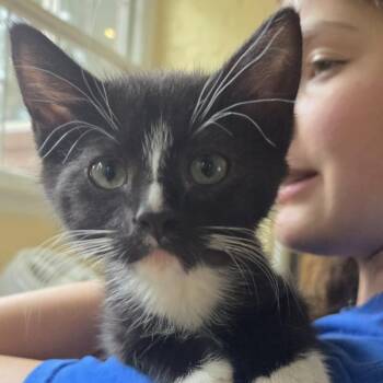 Raven -  Domestic Short Hair Cat for Adoption in Washington, Pennsylvania - Raven | PetCurious