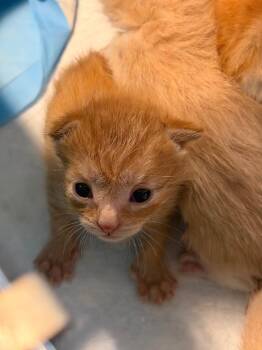 Iriomote -  Domestic Short Hair Cat for Adoption in Meriden, Connecticut - Iriomote | PetCurious