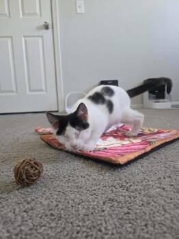 Pagani -  Domestic Short Hair Cat for Adoption in Tucson, Arizona - Pagani | PetCurious