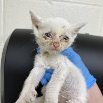SVAS-Stray-39272 -  Domestic Short Hair and Manx Cat for Adoption in Lyndhurst, Virginia - SVAS-Stray-39272 | PetCurious