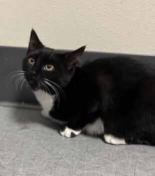 Rescue Domestic Short Hair Cats for Adoption in Sheboygan, Wisconsin - Jill | PetCurious