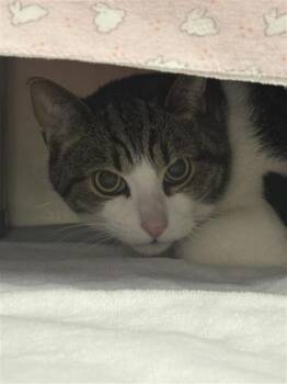 Domestic Short Hair Cats Available for Adoption in Montreal, Quebec - Minou | PetCurious