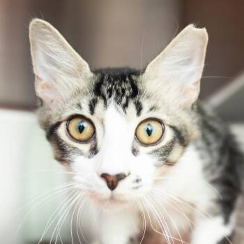 Vincent -  Domestic Medium Hair Cat for Adoption in Middletown, Rhode Island - Vincent | PetCurious