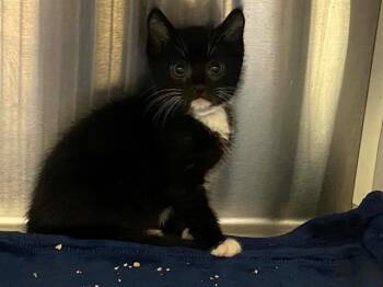 STUBS -  Domestic Short Hair Cat for Adoption in Tustin, California - STUBS | PetCurious