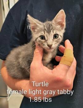 Turtle -  Domestic Medium Hair Cat for Adoption in Shelby County, Texas - Turtle | PetCurious