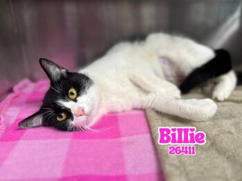 Domestic Short Hair Cats Available for Adoption in Oak Ridge, Tennessee - Billie | PetCurious