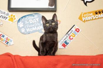 Rescue Domestic Short Hair Cats for Adoption in Parlier, California - Dijon | PetCurious