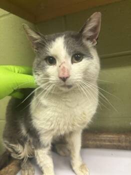 Domestic Short Hair Cats Available for Adoption - NOZEL | PetCurious